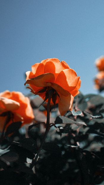 Обои 640x1136 персиковая роза