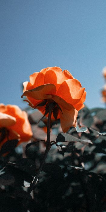 Обои 720x1440 персиковая роза