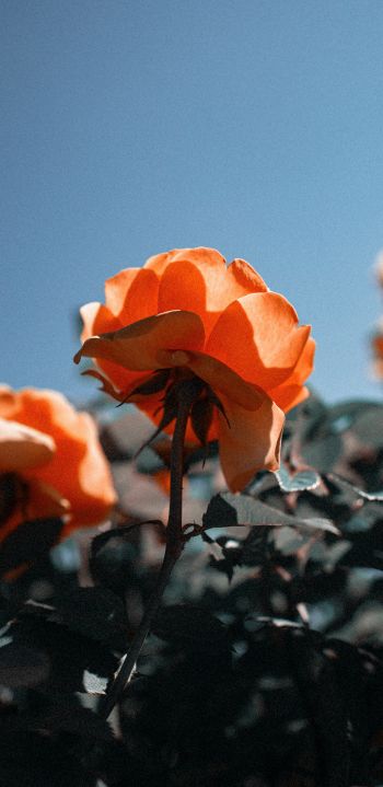 Обои 1440x2960 персиковая роза