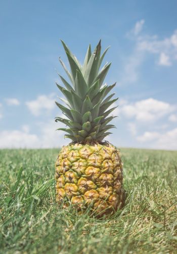 pineapple, fruit Wallpaper 1668x2388