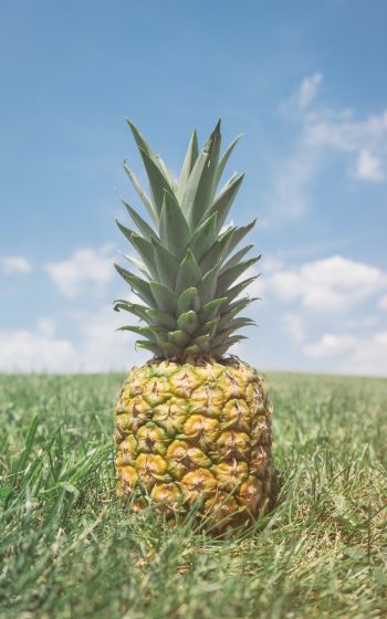 pineapple, fruit Wallpaper 800x1280