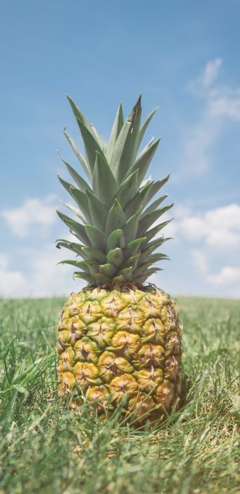 pineapple, fruit Wallpaper 1440x2960