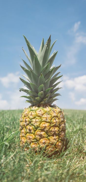 pineapple, fruit Wallpaper 1440x3040
