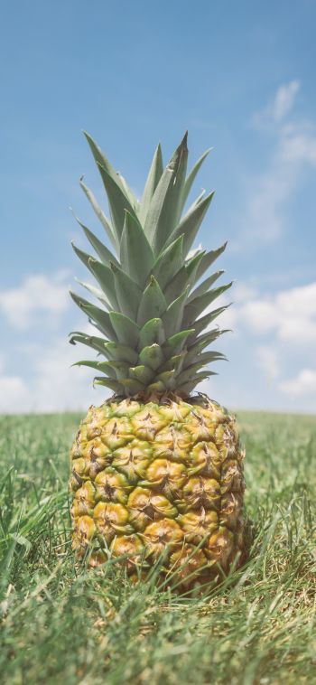 pineapple, fruit Wallpaper 1080x2340