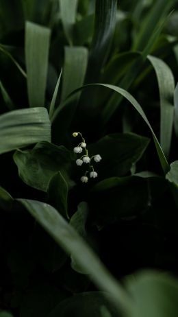 flowers, lily Wallpaper 1440x2560