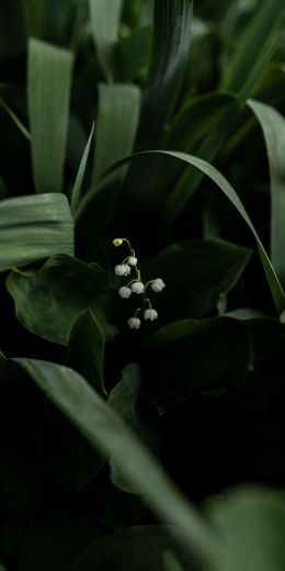 flowers, lily Wallpaper 720x1440