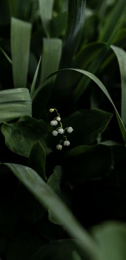 flowers, lily Wallpaper 1080x2220