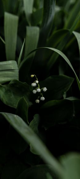 flowers, lily Wallpaper 1440x3200