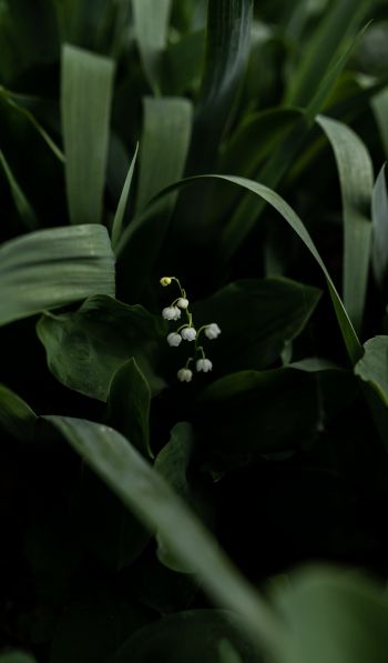 flowers, lily Wallpaper 600x1024