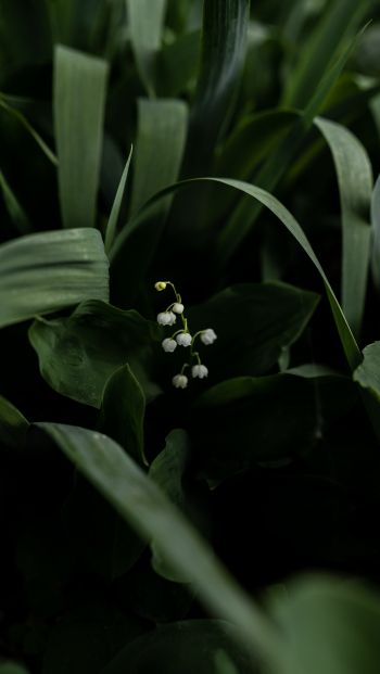flowers, lily Wallpaper 640x1136