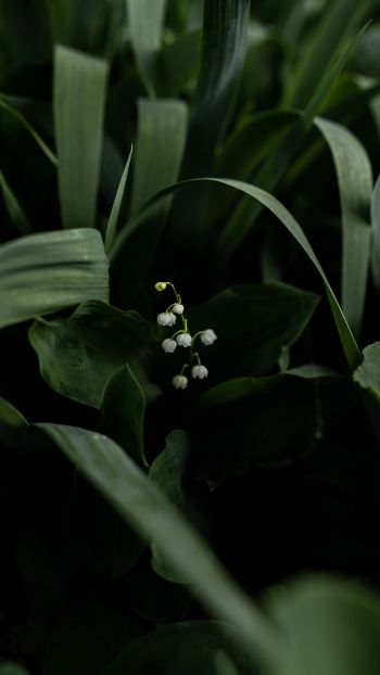 flowers, lily Wallpaper 1440x2560