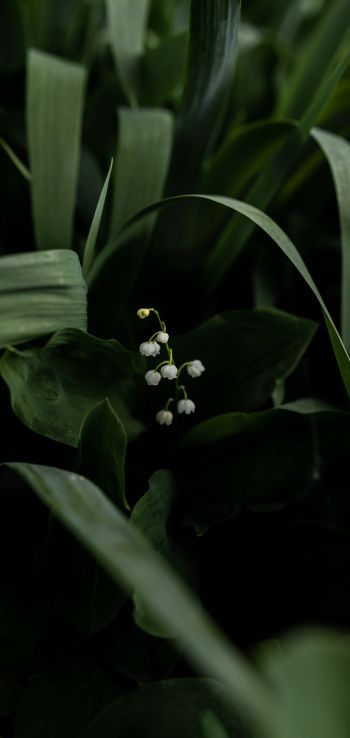 flowers, lily Wallpaper 1080x2280