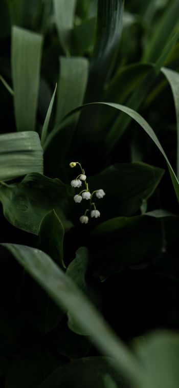 flowers, lily Wallpaper 1080x2340