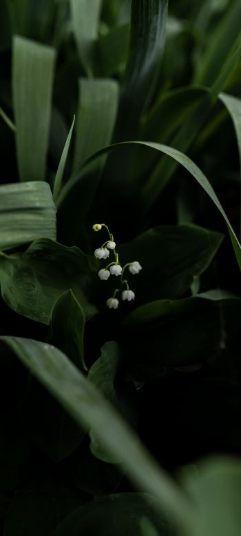 flowers, lily Wallpaper 1080x2400