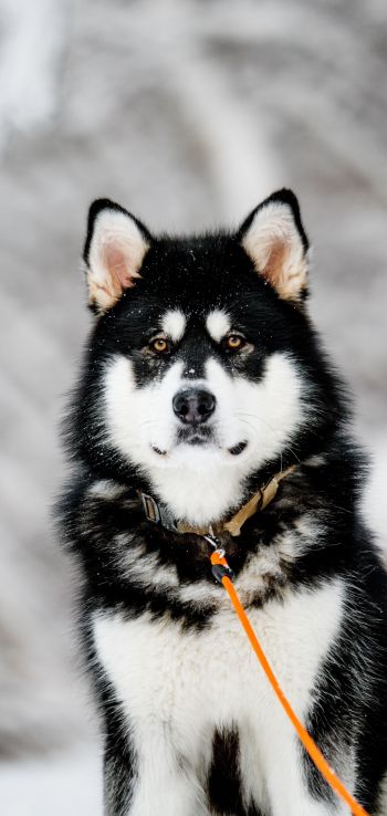 husky, dog Wallpaper 1440x3040