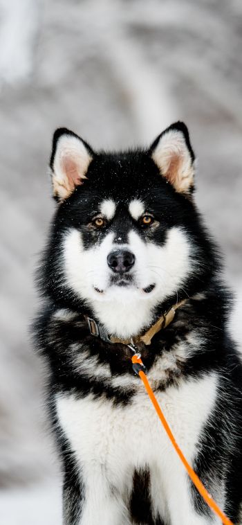 husky, dog Wallpaper 1080x2340