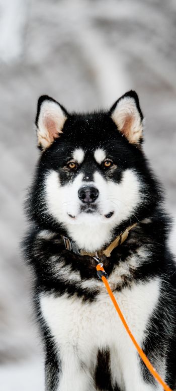 husky, dog Wallpaper 720x1600