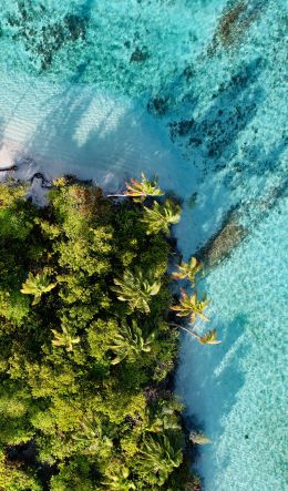 blue sea, palm trees Wallpaper 600x1024