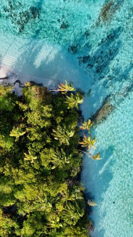 blue sea, palm trees Wallpaper 640x1136