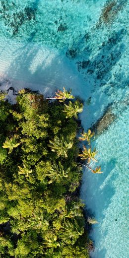 blue sea, palm trees Wallpaper 720x1440