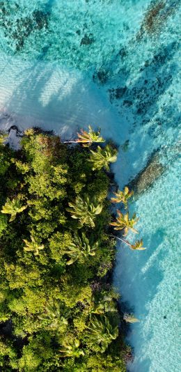 blue sea, palm trees Wallpaper 1440x2960