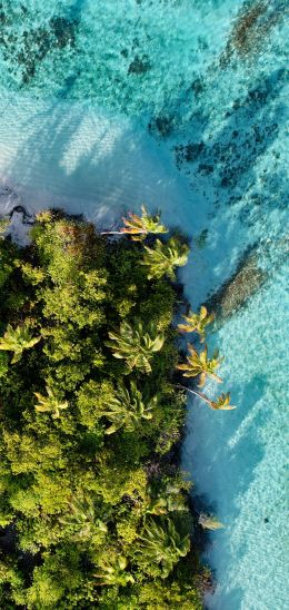 blue sea, palm trees Wallpaper 1440x3040