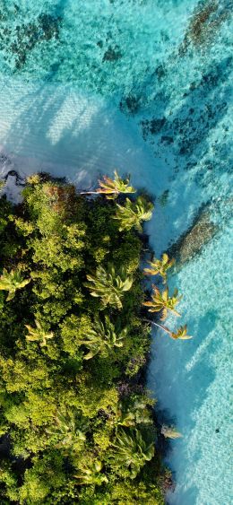 blue sea, palm trees Wallpaper 1080x2340