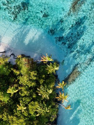 blue sea, palm trees Wallpaper 2048x2732