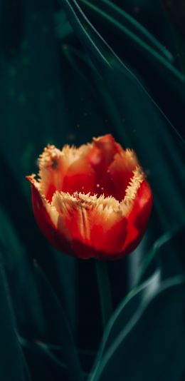 red terry tulip Wallpaper 1440x2960