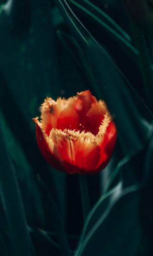 red terry tulip Wallpaper 1200x2000