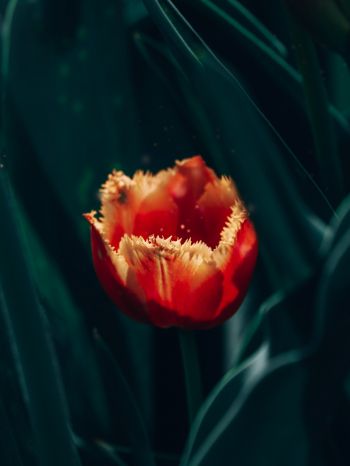 red terry tulip Wallpaper 1620x2160
