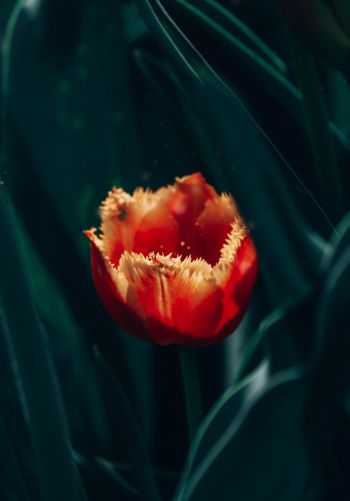 red terry tulip Wallpaper 1668x2388