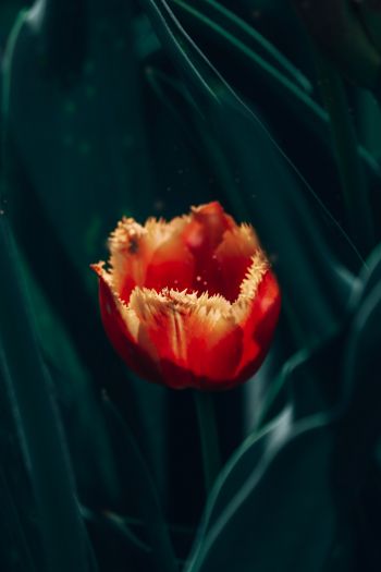 red terry tulip Wallpaper 640x960