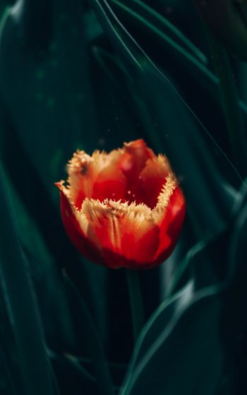 red terry tulip Wallpaper 1752x2800