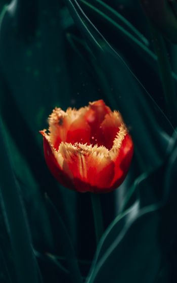 red terry tulip Wallpaper 1600x2560