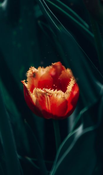red terry tulip Wallpaper 600x1024