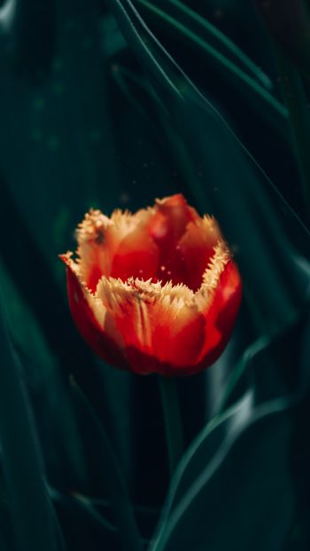 red terry tulip Wallpaper 640x1136