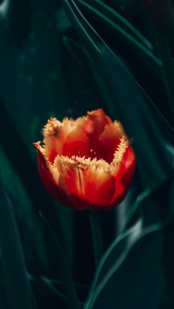 red terry tulip Wallpaper 750x1334