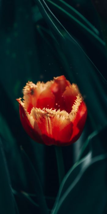 red terry tulip Wallpaper 720x1440