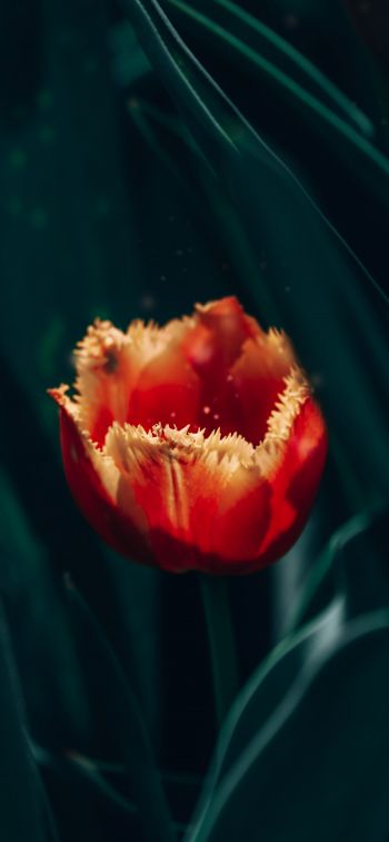 Обои 828x1792 красный махровый тюльпан
