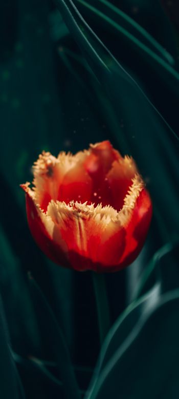 red terry tulip Wallpaper 1080x2400