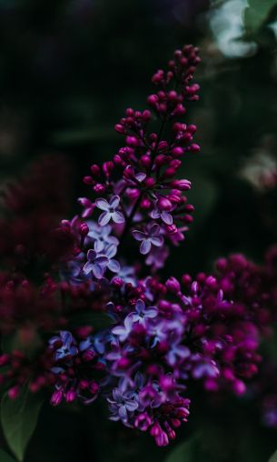 lilac, spring Wallpaper 1200x2000