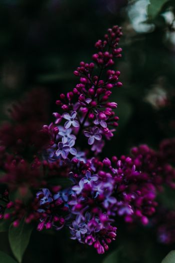 lilac, spring Wallpaper 640x960