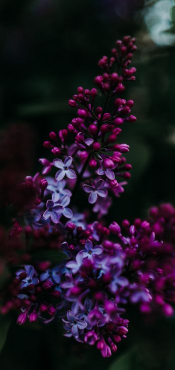 lilac, spring Wallpaper 1080x2280