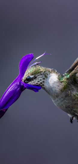 bird, hummingbirds Wallpaper 1440x3040