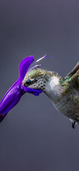 bird, hummingbirds Wallpaper 1242x2688