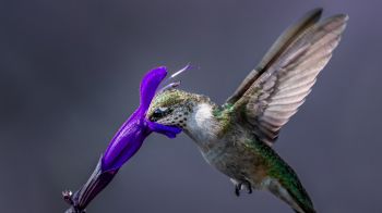 bird, hummingbirds Wallpaper 1366x768