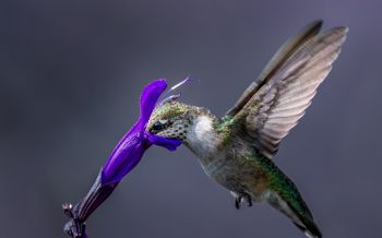 bird, hummingbirds Wallpaper 2560x1600