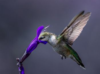 bird, hummingbirds Wallpaper 800x600
