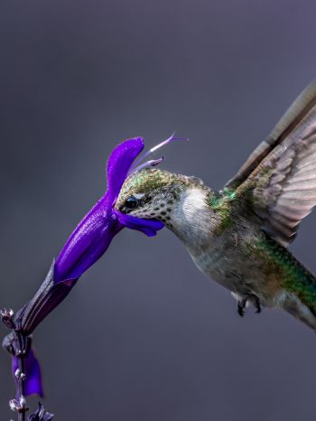 bird, hummingbirds Wallpaper 1668x2224